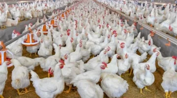 خبير يطالب بحظر تداول الدواجن الحية وتحويل محلات الذبح لمنافذ بيع مرخصة